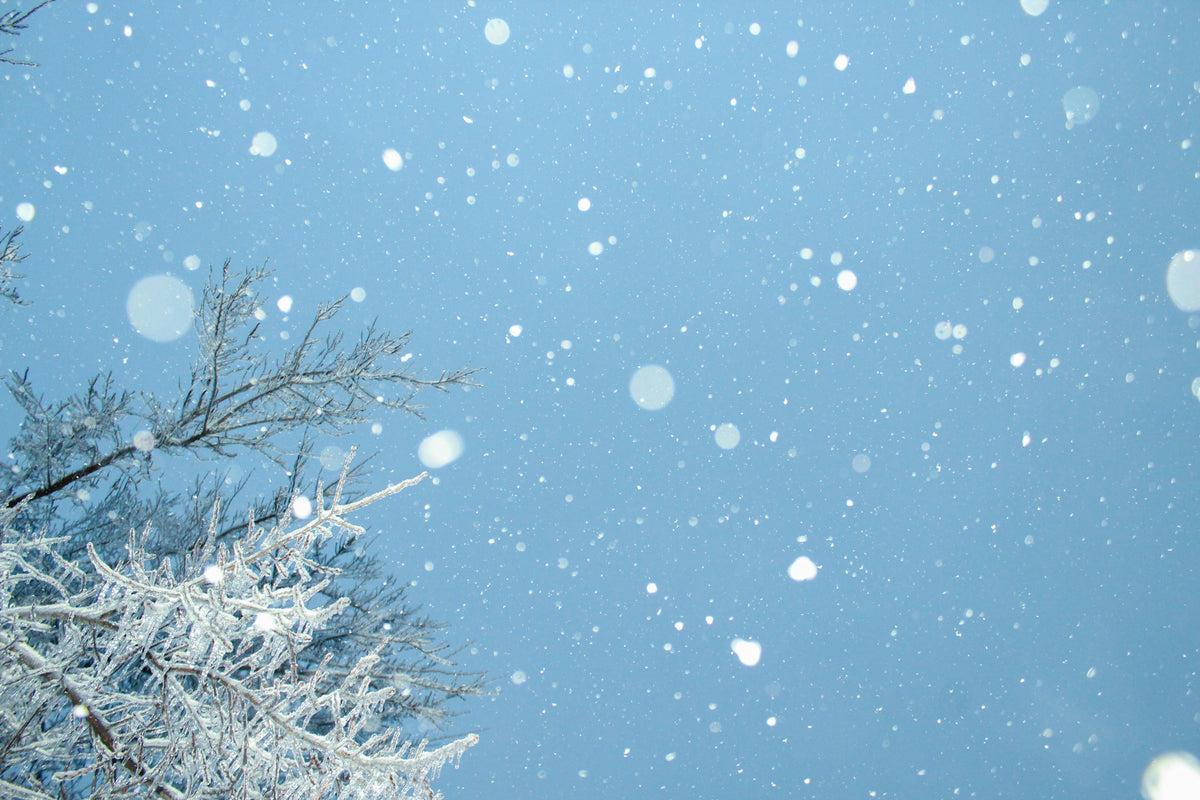 Neige qui tombe sur des branches givrées en hiver